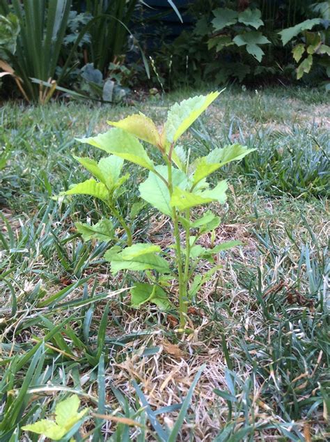 Aspen Sprout Bouncing